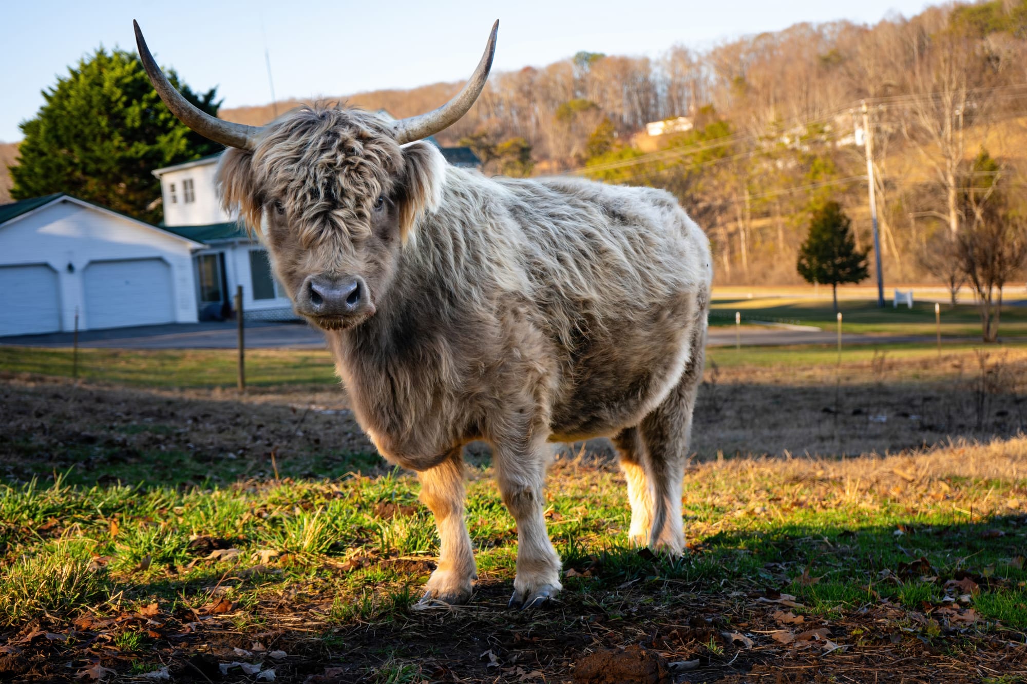 Fur Baby Farm